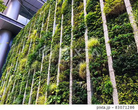 東京・大手町の壁面緑化ビル 83071286