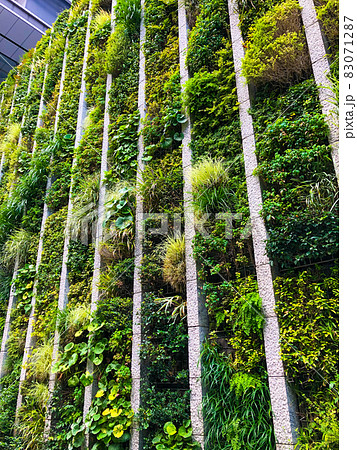 東京・大手町の壁面緑化ビル 83071287