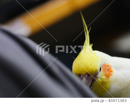 インコ オウム いんこ 83071363