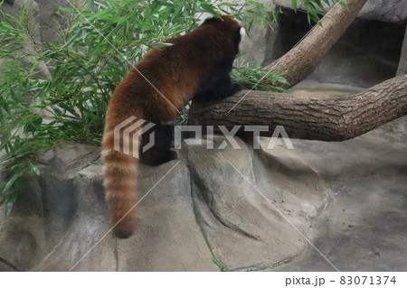 動物園 動物園 83071374