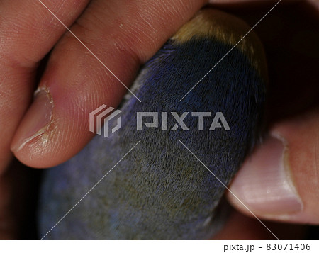 鳥 インコ オウム 83071406