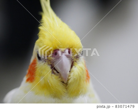 インコ オウム いんこ 83071479
