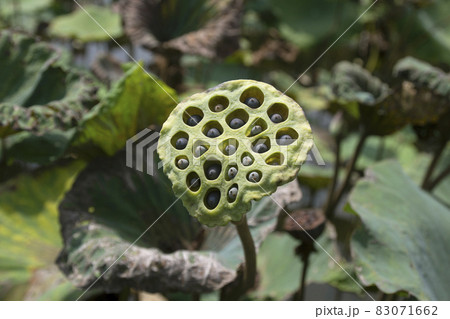 Lotus seeds in the lotus pond Lotus seeds in the lotus pond 83071662