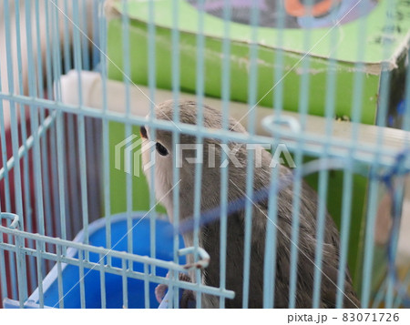 鳥 インコ オウム 83071726