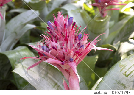 Blooming Aechmea fasciata (Silver vase or Urn plant) is a species of flowering plant in the bromeliad family 83071793