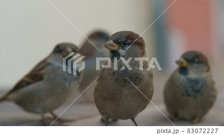 Photography of flock of the urban sparrows. Moscow city street as defocused background. Close up image Photography of flock of the urban sparrows. Moscow city street as defocused background. Close up image 83072227