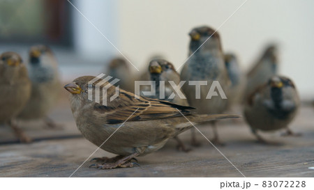 Photography of flock of the urban sparrows. Moscow city street as defocused background. Close up image Photography of flock of the urban sparrows. Moscow city street as defocused background. Close up image 83072228