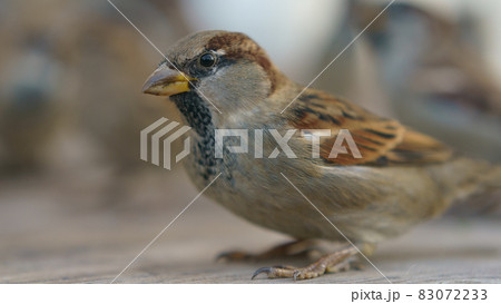 Photography of the urban sparrow. Moscow city street as defocused background. Close up image Photography of the urban sparrow. Moscow city street as defocused background. Close up image 83072233