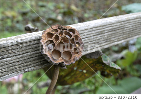 The dried lotus pod on pond with blur background. 83072310