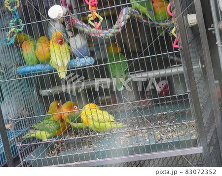 台湾 動物 動物学 83072352