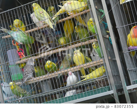 台湾 動物 動物学 83072355