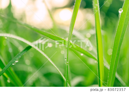 Fresh lush green grass with selective focusing water dew drops in morning sunrise Fresh lush green grass with selective focusing water dew drops in morning sunrise 83072357