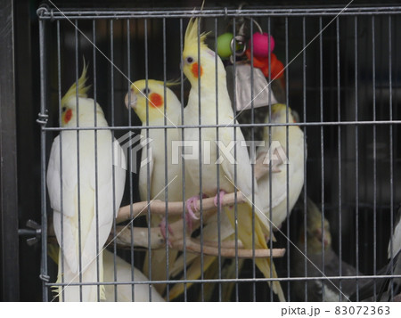 台湾 動物 動物学 83072363
