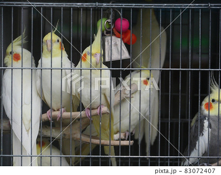 台湾 動物 動物学 83072407
