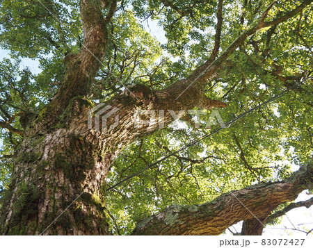 クスノキ 83072427