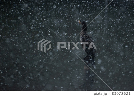 雪が降る池に佇むカワウ 83072621