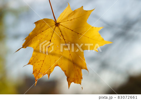 Photography of yellow maple leaf. Cloudy white and blue sky as background Photography of yellow maple leaf. Cloudy white and blue sky as background 83072661