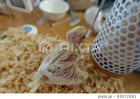 インコ オウム いんこ 83072681