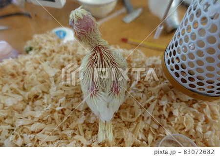 インコ オウム いんこ 83072682