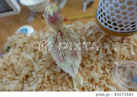 インコ オウム いんこ 83072683