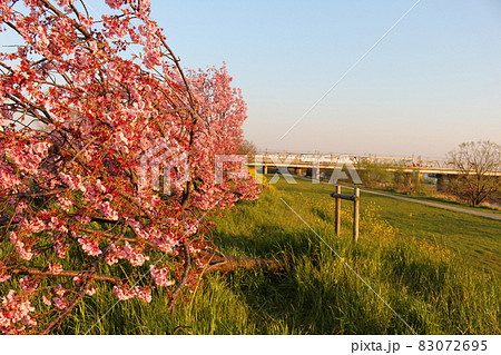 傾く桜の木と電車 83072695