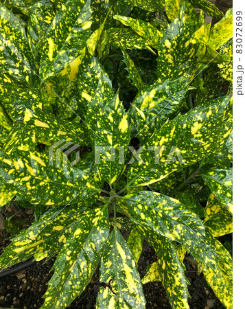 東京・日本橋オフィス街のフイリアオキ 東京・日本橋オフィス街のフイリアオキ 83072699