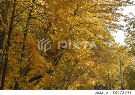 Background of golden leaves. Bright sunny autumn day. Maple tree and other kinds of trees in the Moscow public park. Natural pattern. 83072748