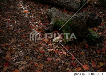 紅葉した落ち葉と倒木 紅葉した落ち葉と倒木 83073191