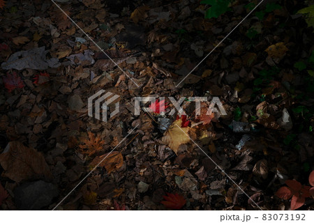 落葉と紅葉 落葉と紅葉 83073192