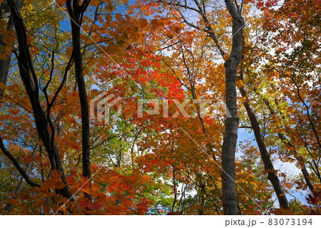 綺麗に紅葉した林 綺麗に紅葉した林 83073194
