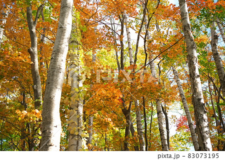 紅葉した白樺の林 紅葉した白樺の林 83073195