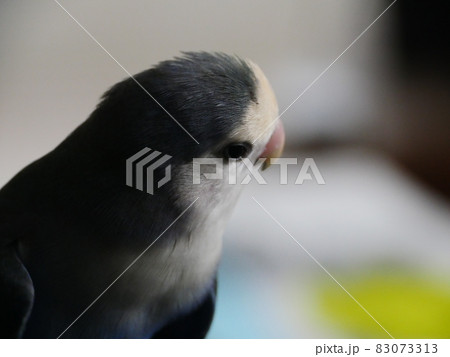 鳥 インコ オウム 83073313