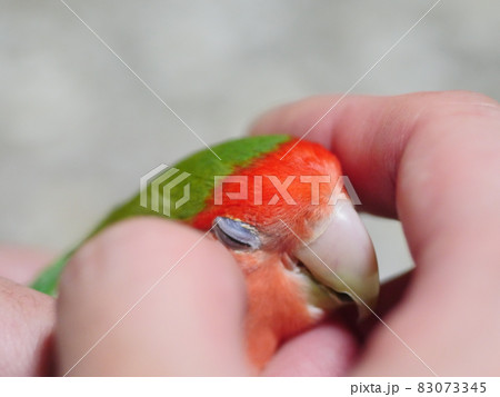 鳥 インコ オウム 83073345