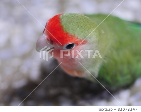 鳥 インコ オウム 83073347