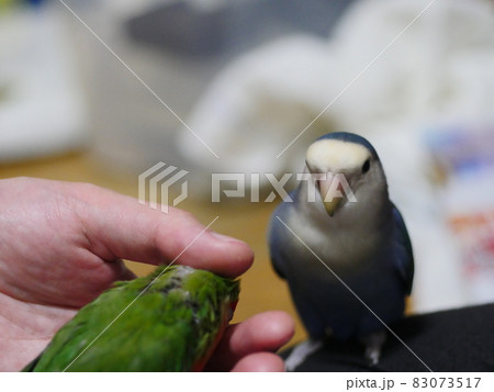 鳥 インコ オウム 83073517
