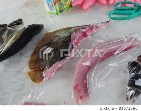 魚 魚類 サカナ 83073566