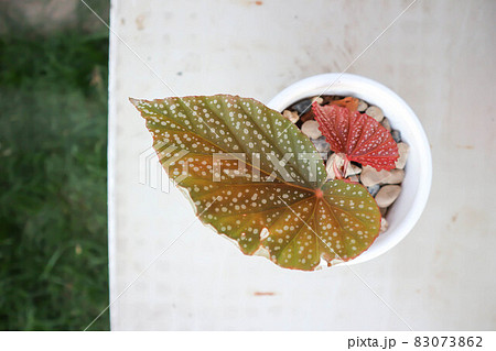 Begonia Maculata,begonia Begonia Maculata,begonia 83073862