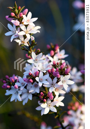 White flowers and pink buds of the Australian native Box Leaf Waxflower, Philotheca buxifolia, family Rutaceae, growing wild in heath in Sydney, NSW. Winter to spring flowering 83073911