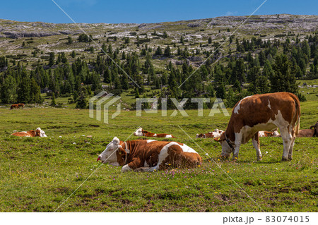 Dairy cattle 83074015