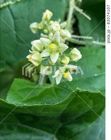 荒川河川敷に咲くアレチウリ 荒川河川敷に咲くアレチウリ 83074107