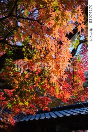 瓦屋根と紅葉　秋イメージ 83074170