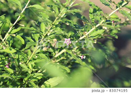 枸杞(クコ)の花と赤い実 枸杞(クコ)の花と赤い実 83074195