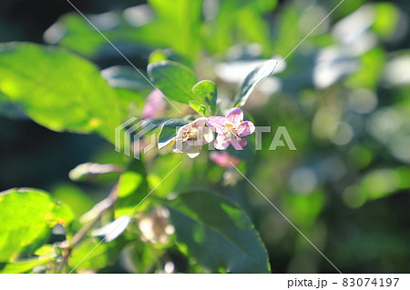 枸杞(クコ)の花と赤い実 枸杞(クコ)の花と赤い実 83074197