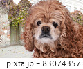 a red-haired little curly dog of the poodle breed sadly looks against the background of the old fence of an old mansion entwined with autumn ivy 83074357