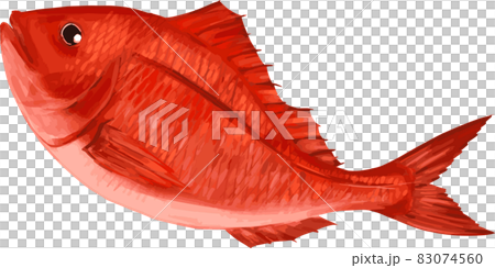鯛 手書き和風リアルタッチのイラスト素材 鯛 手書き和風リアルタッチのイラスト素材