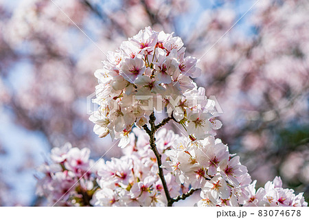 【春】徳島中央公園の桜 【春】徳島中央公園の桜 83074678
