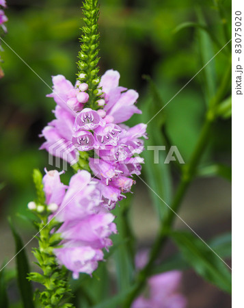 東京板橋の住宅街に咲くハナトラノオ 83075020