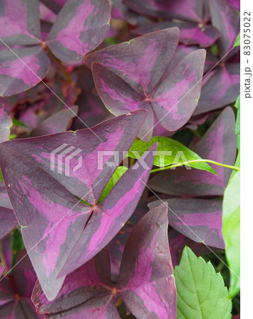 東京板橋の住宅街に咲くサンカクカタバミ 83075022