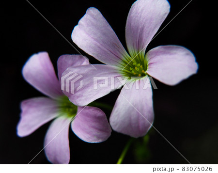 東京板橋の住宅街に咲くサンカクカタバミ 83075026