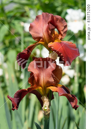 German iris, Iris barbata German iris, Iris barbata 83075200